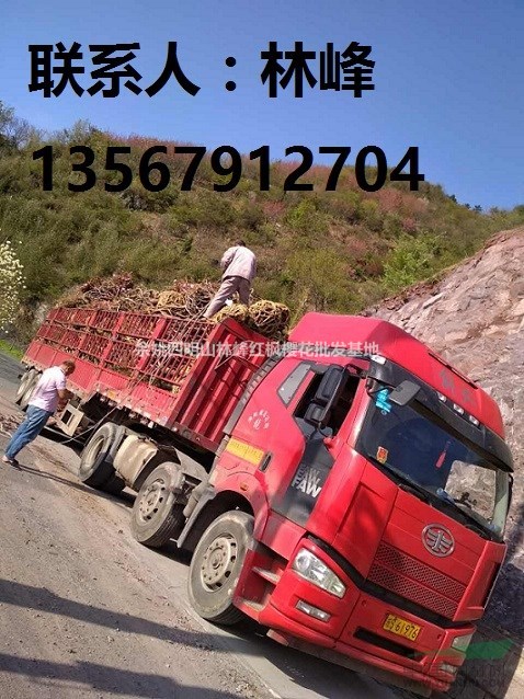 中国红枫樱花，中国樱花，中国红枫