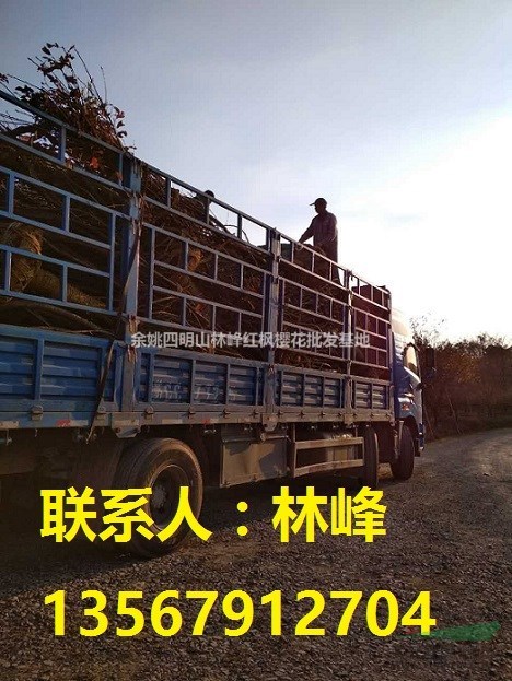 中国红枫樱花，中国樱花，中国红枫
