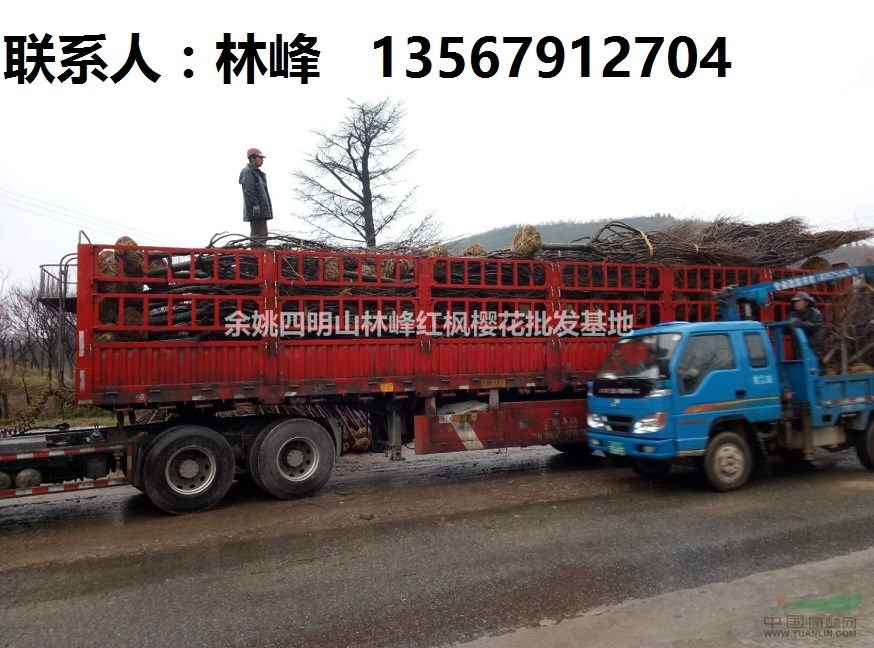 中国红枫的原产地