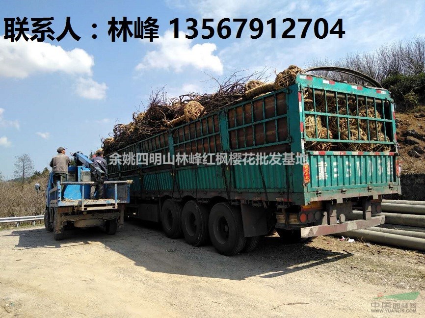 中国红枫的原产地