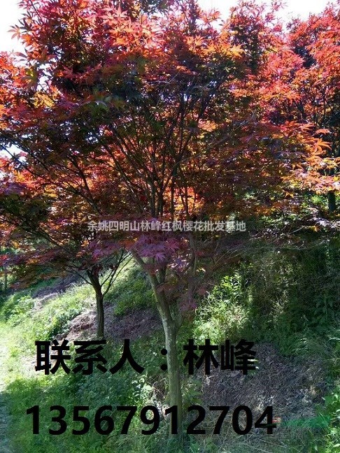 中国红枫的原产地