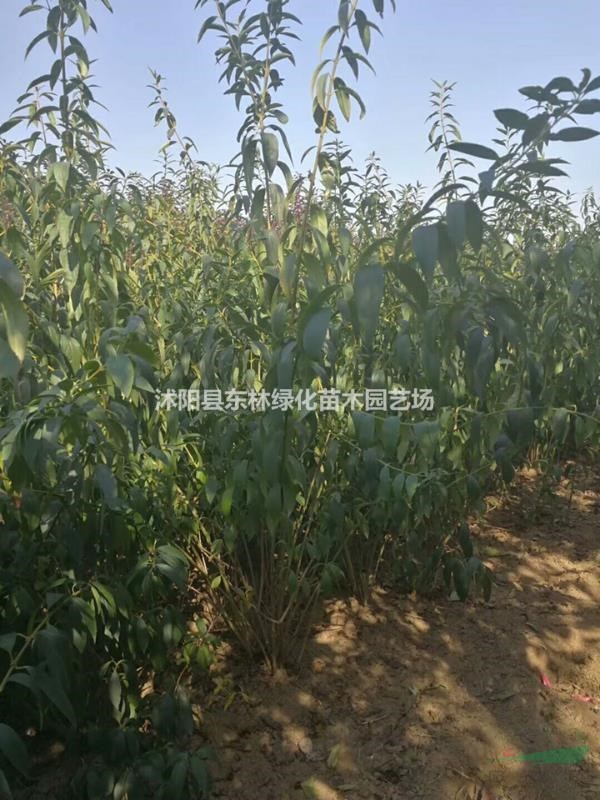 供應叢生連翹價格-連翹球圖片-連翹綠化苗木苗圃直銷
