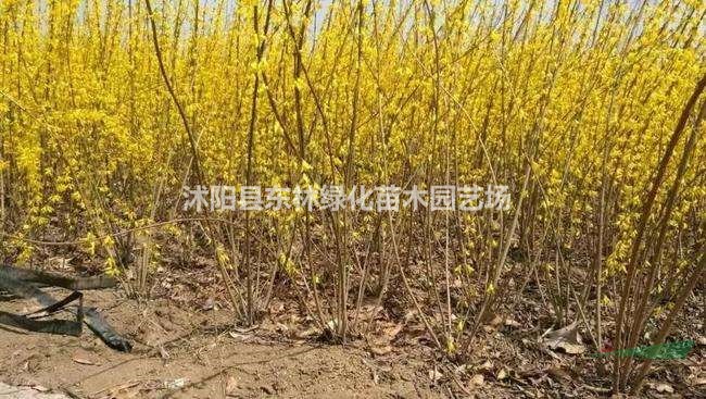 供應叢生連翹價格-連翹球圖片-連翹綠化苗木苗圃直銷