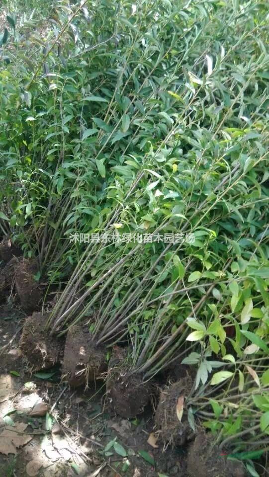 供應叢生連翹價格-連翹球圖片-連翹綠化苗木苗圃直銷