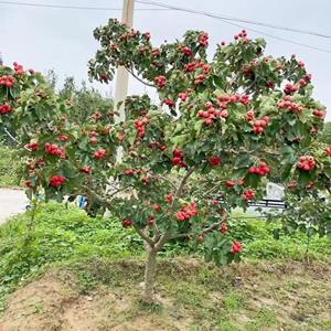 10公分山楂樹價格·12公分山楂樹價格山西山楂樹產(chǎn)地