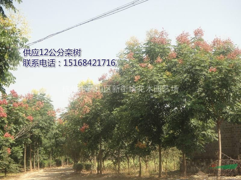 浙江地區(qū)供應(yīng)12公分欒樹