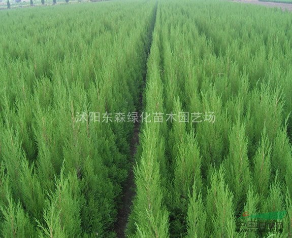  供應(yīng)連翹、龍柏、小葉黃楊、蜀檜、金葉女貞、紅葉小波
