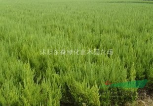  供應(yīng)連翹、龍柏、小葉黃楊、蜀檜、金葉女貞、紅葉小波