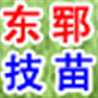 山東7公分白蠟價(jià)格