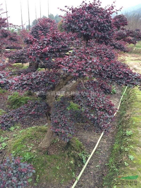 造型紅花桎木樁，湖南造型紅花桎木樁，造型紅花桎木樁價格