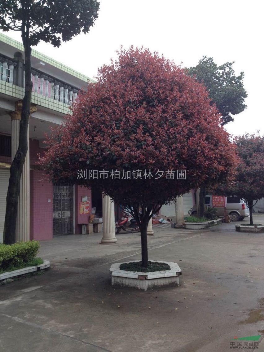 紅葉石楠，湖南紅葉石楠，紅葉石楠樹