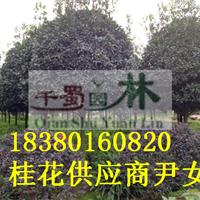 10公分八月桂價(jià)格,高分枝八月桂桂花樹