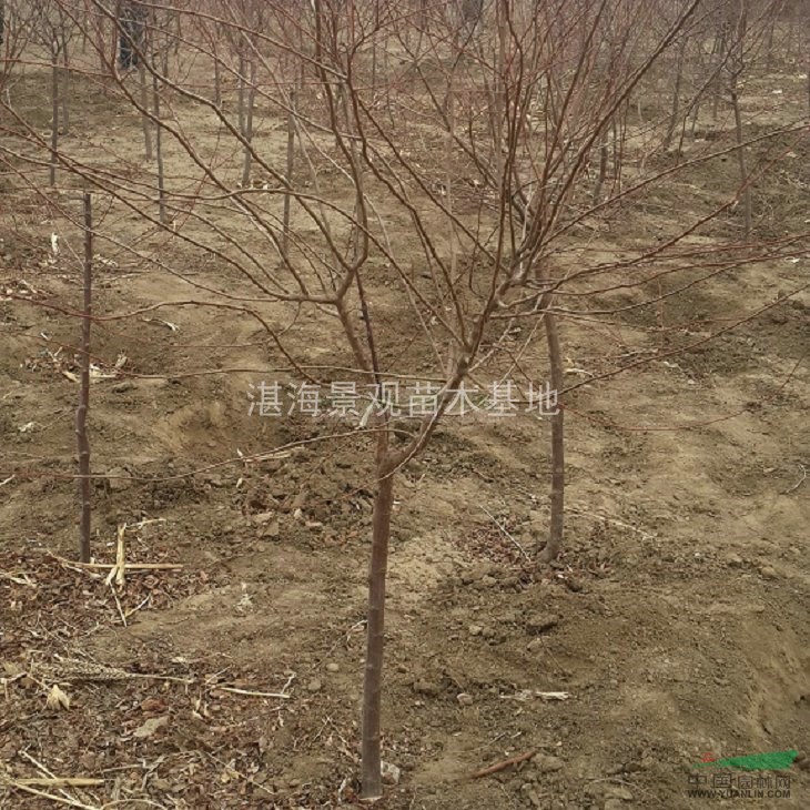 密枝紅葉李1-4cm  土球袋裝 冠幅1.5m 