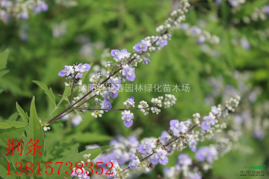 基地直銷(xiāo) 荊條種子黃荊柴、黃金子發(fā)芽率高 量大從優(yōu)