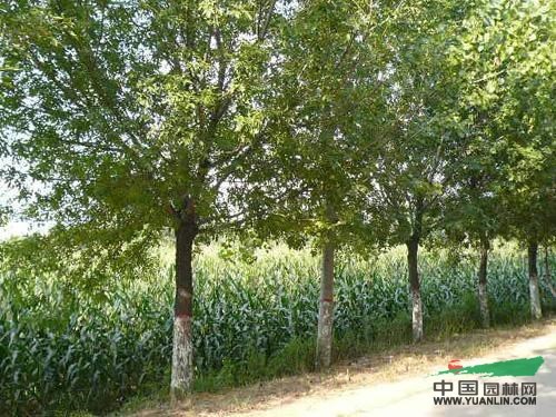 上海8公分南欒18公分南欒價格