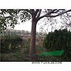 包頭10公分合歡30公分合歡價(jià)格