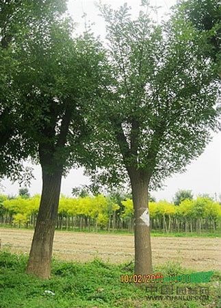 8公分南欒18公分南欒價(jià)格