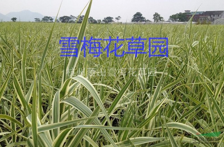 花葉蘆竹蕭山苗圃直銷120萬芽