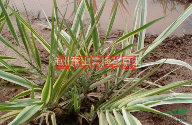 花葉蘆竹蕭山苗圃直銷120萬芽