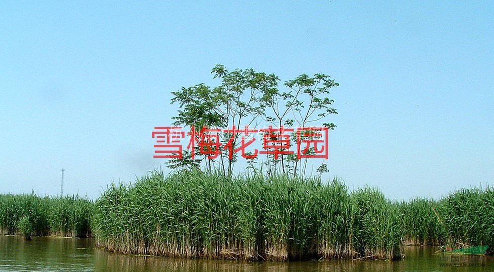 各種水生植物，蘆葦、花葉蘆葦、葦、蘆、蘆芛