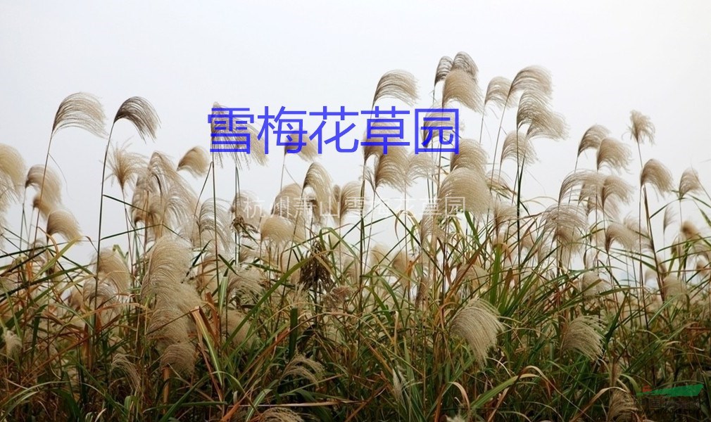 各種水生植物，蘆葦、花葉蘆葦、葦、蘆、蘆芛