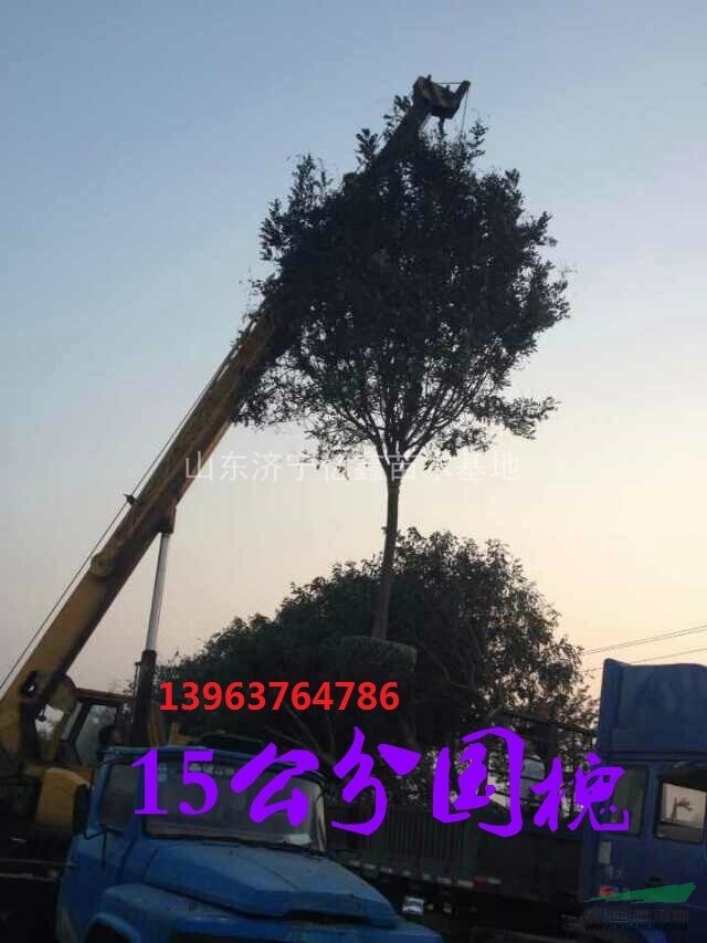 2015年胸徑20公分國槐價(jià)格