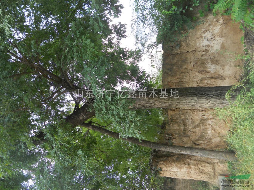 2015年50公分國槐價格便宜