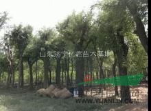 2015年50公分國槐價格便宜