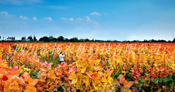 江西鷹潭紅霞楊（樹苗小苗工程苗種條幼苗扦插段）
