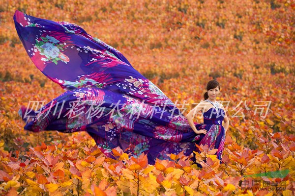江西鷹潭紅霞楊（樹苗小苗工程苗種條幼苗扦插段）
