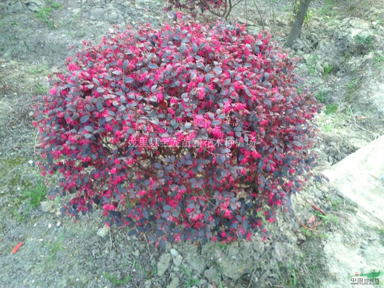 西南地区红花继木，贵阳红花继木球供应，