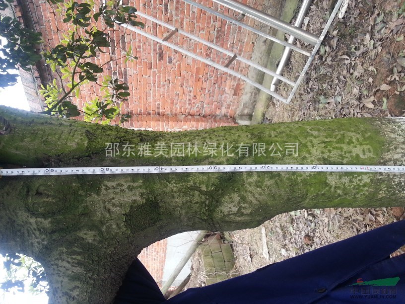 特大桂花（003）