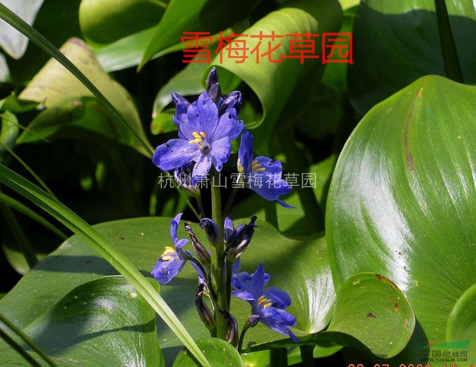 各種水生植物，雨久花，藍(lán)花菜，浮薔