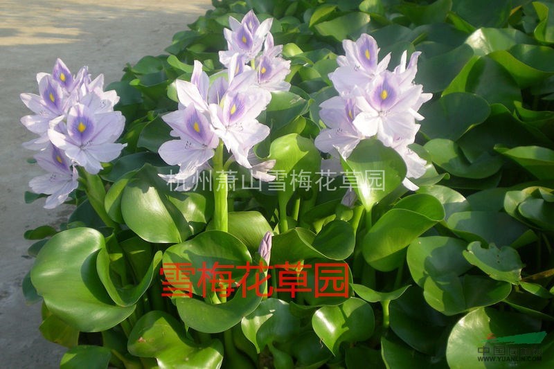 各種水生植物，雨久花，藍(lán)花菜，浮薔