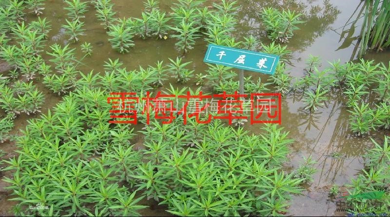 各種水生植物，千屈菜、鞭草、敗毒草