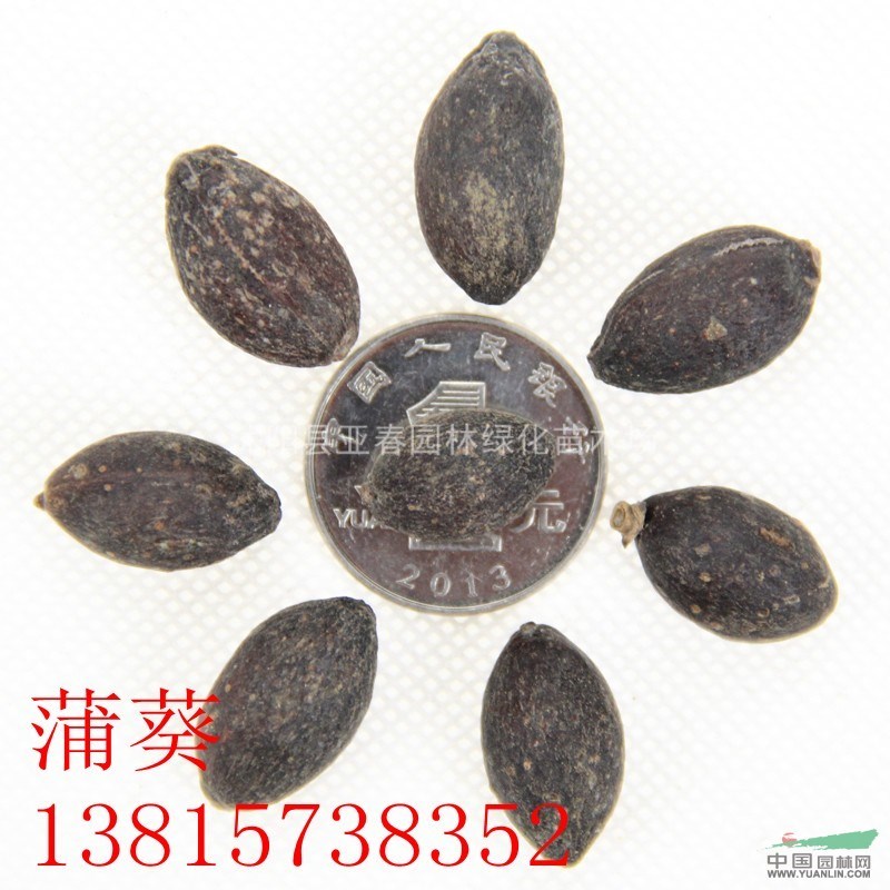 2015直銷 新采優(yōu)質(zhì)蒲葵種子 發(fā)芽率高 易成活 質(zhì)量保障