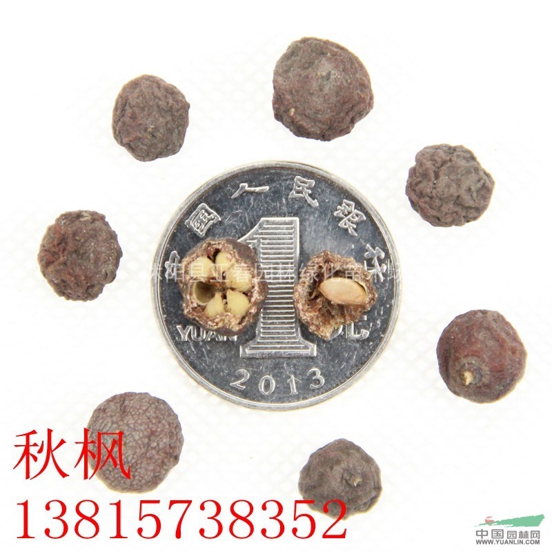 2015直銷 新采優(yōu)質(zhì)秋楓種子 發(fā)芽率高 易成活 質(zhì)量保障