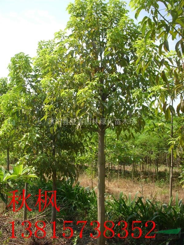 2015直銷 新采優(yōu)質(zhì)秋楓種子 發(fā)芽率高 易成活 質(zhì)量保障