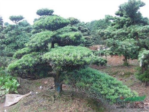 供應(yīng)造型羅漢松、造型紅花檵木、造型紅葉石楠、造型狗骨、