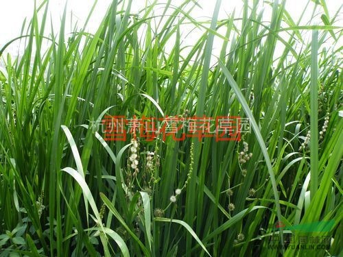 黑三菱，三棱、泡三棱，各種水生植物