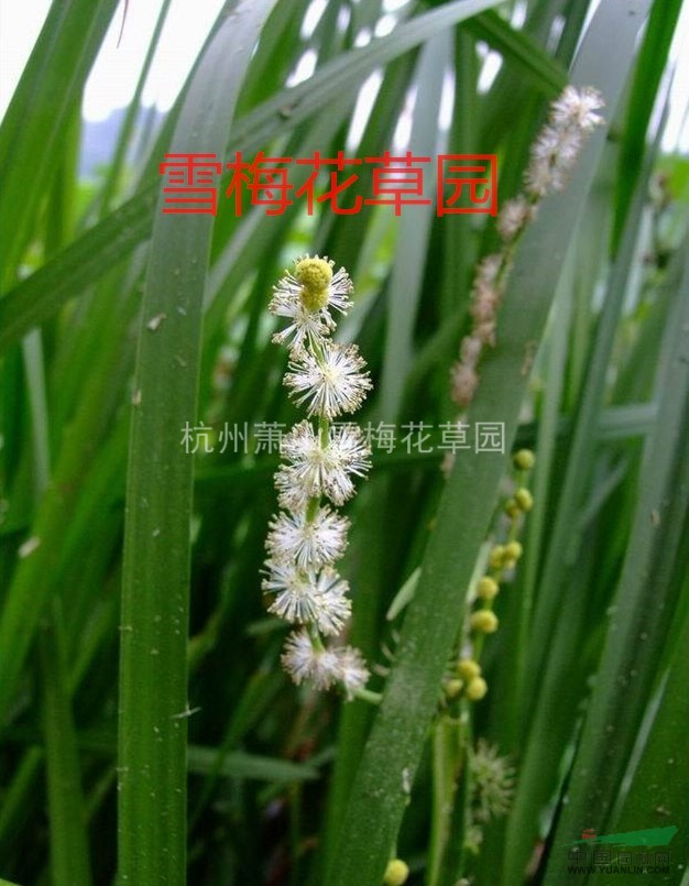 黑三菱，三棱、泡三棱，各種水生植物