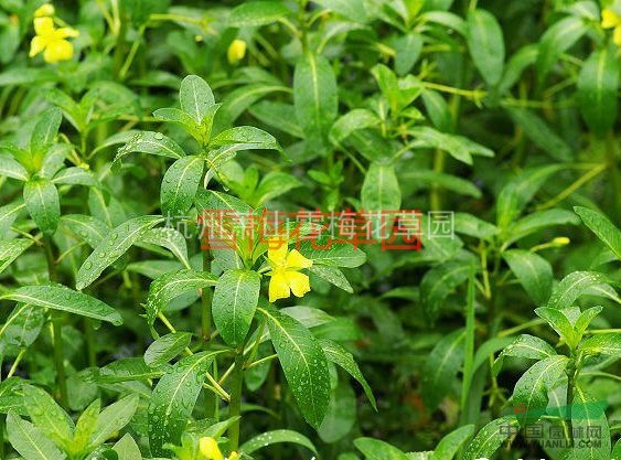 黃花水龍、臺灣水龍，柳葉菜，各種水生植物