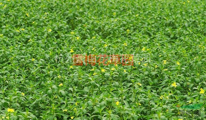 黃花水龍、臺灣水龍，柳葉菜，各種水生植物