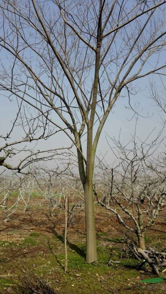 33公分法桐價(jià)格