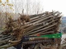 6公分國槐裝車價格-7公分國槐裝車價格