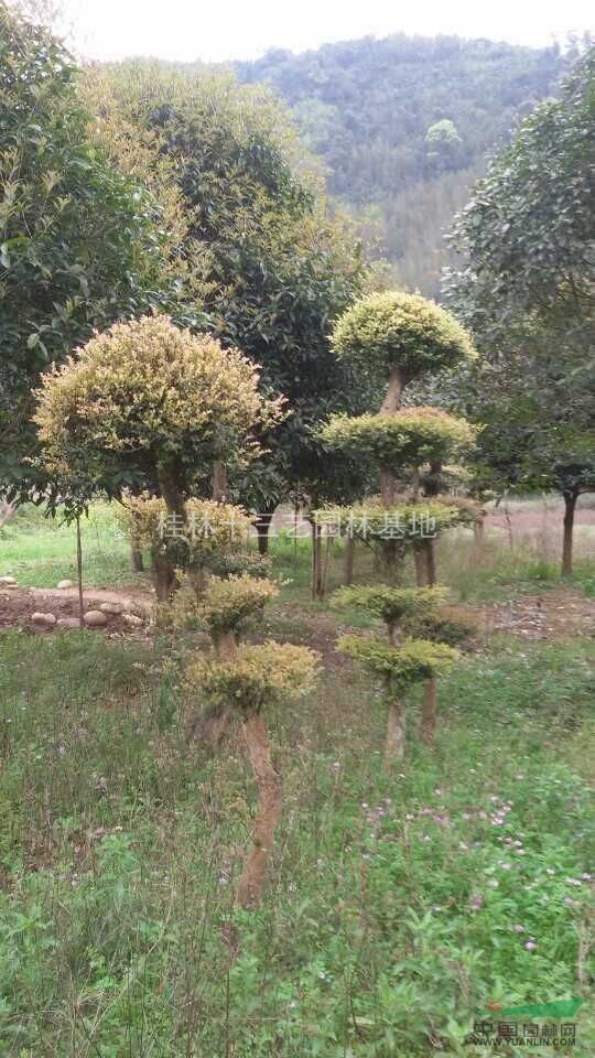 在哪里能找到造型珍珠黃楊，價格便宜造型珍珠黃楊哪里有