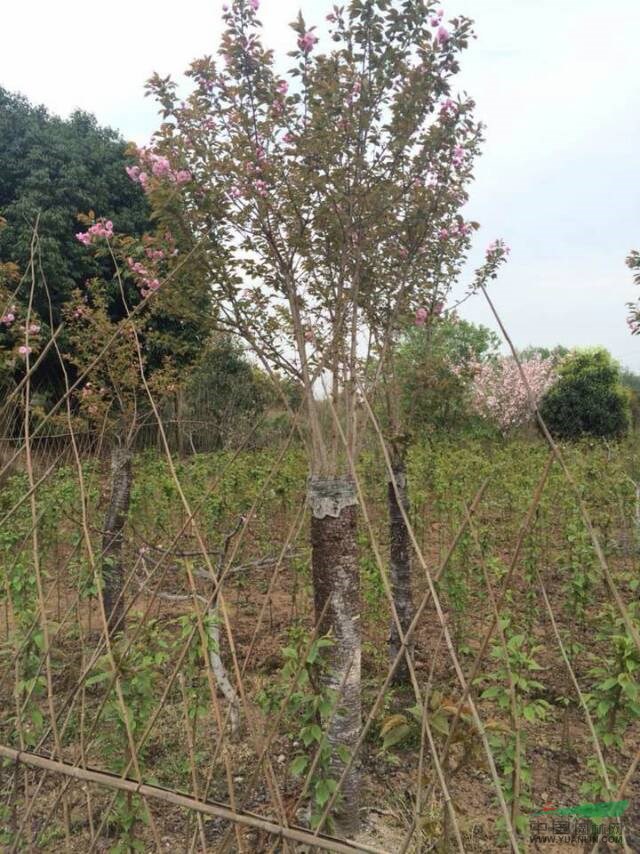 出售成都嫁接晚櫻