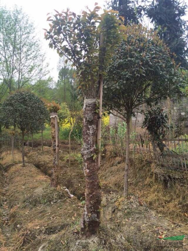 出售成都嫁接晚櫻