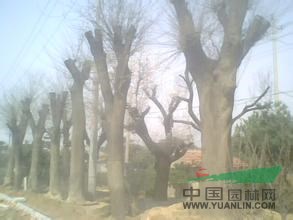 十八公分公分19公分國槐價格