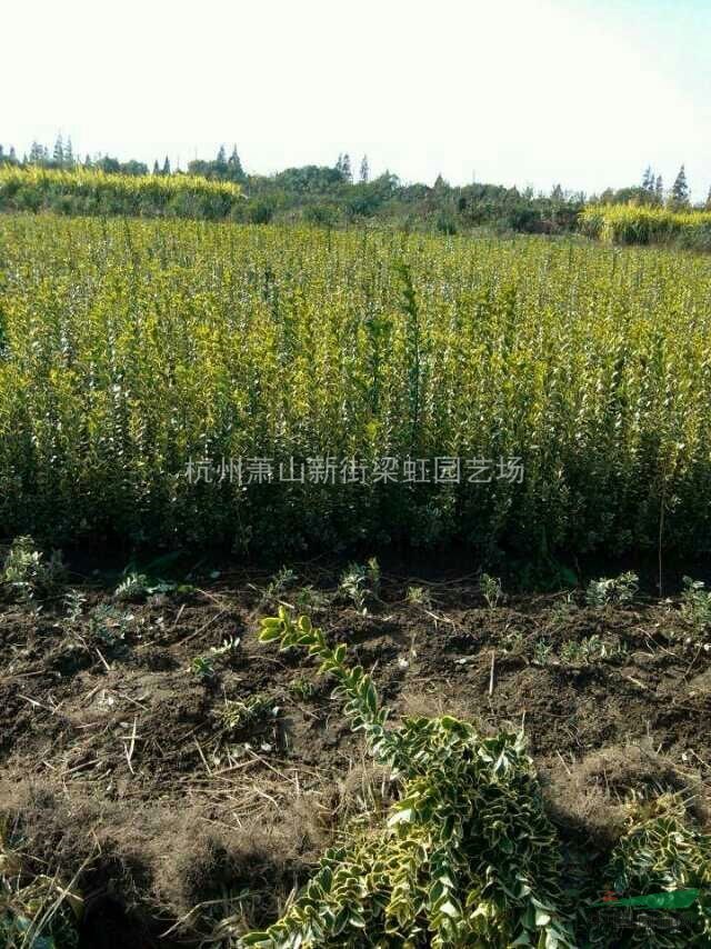 金邊黃楊，金邊黃楊供應，2020年金邊黃楊價格，蕭山金邊黃楊